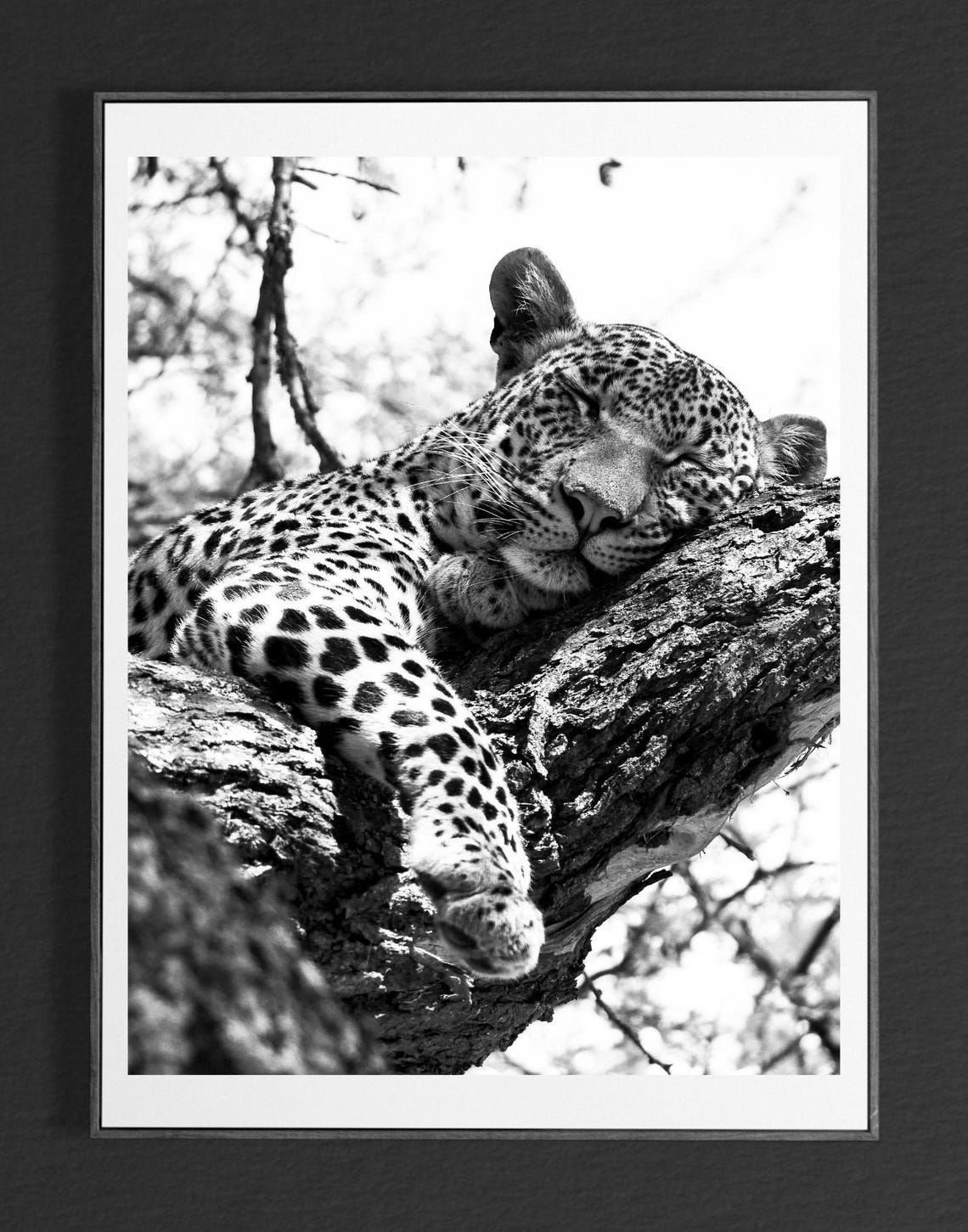 Sleeping Leopard Tree Branch Black And White Wildlife Photo Poster - Image 4