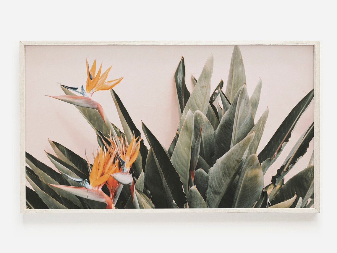 Bird of Paradise Tropical Flowers Botanical Pink Wall Art Print
