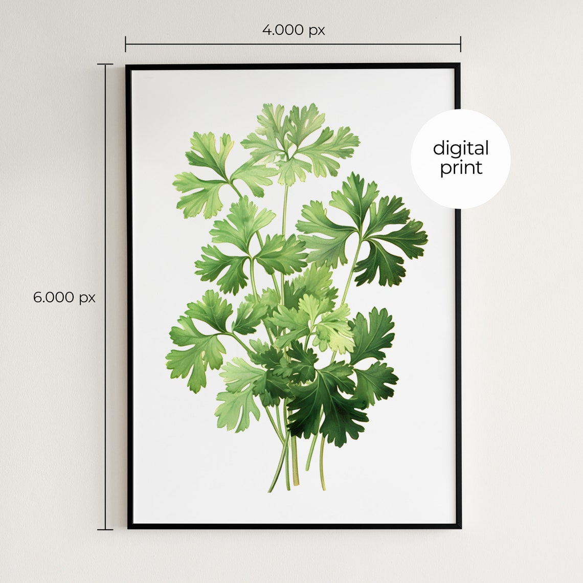 Parsley Sprig Vintage Botanical Illustration Green Herb Kitchen Print - Image 2