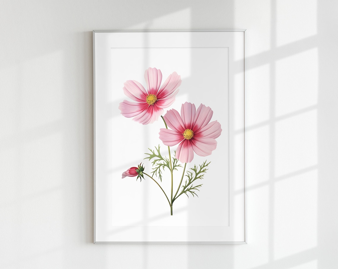 Cosmos Pink Flower Botanical Art Print, Mexican Aster