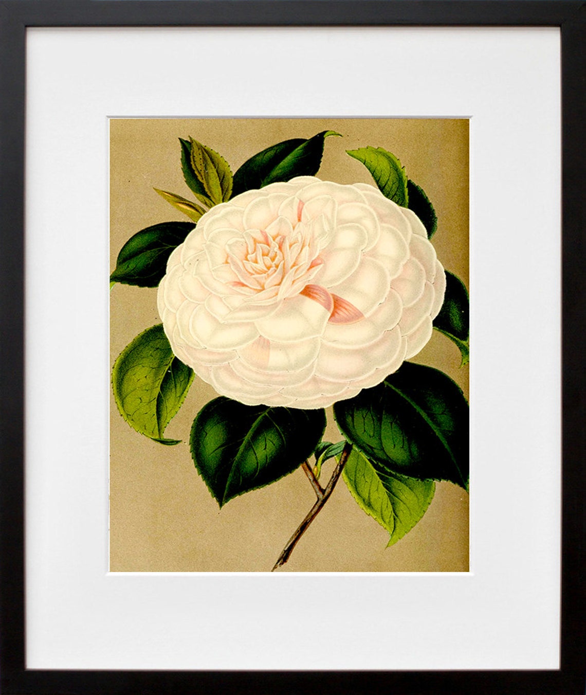 White Camellia Bloom Vintage Botanical Illustration Art Print - Image 2