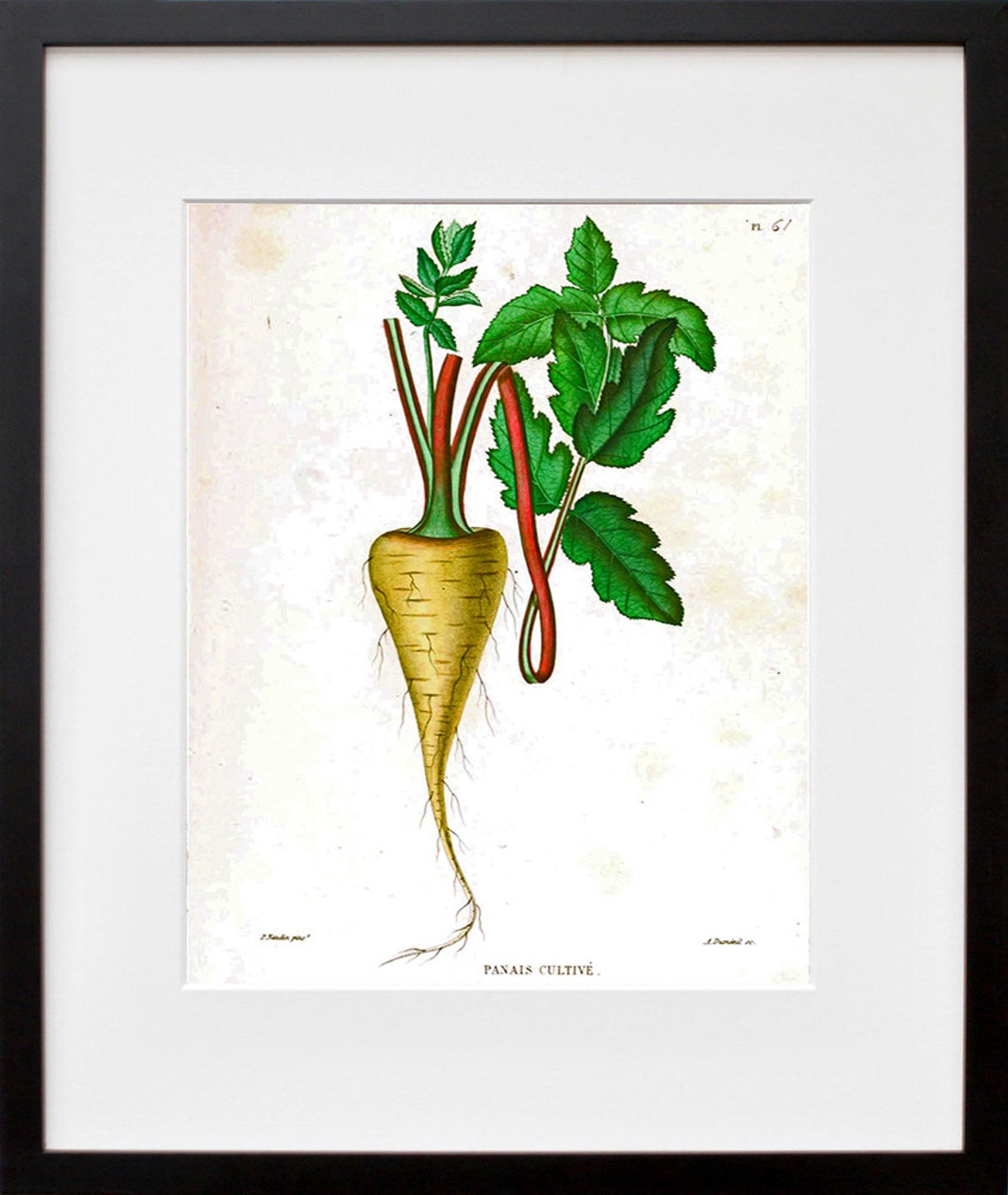 Parsnip Cultive Antique French Botanical Root Vegetable Wall Art - Image 2