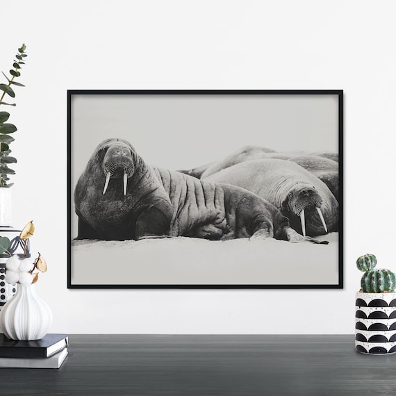 Resting Walruses Black and White Wildlife Photography Nature Art Poster