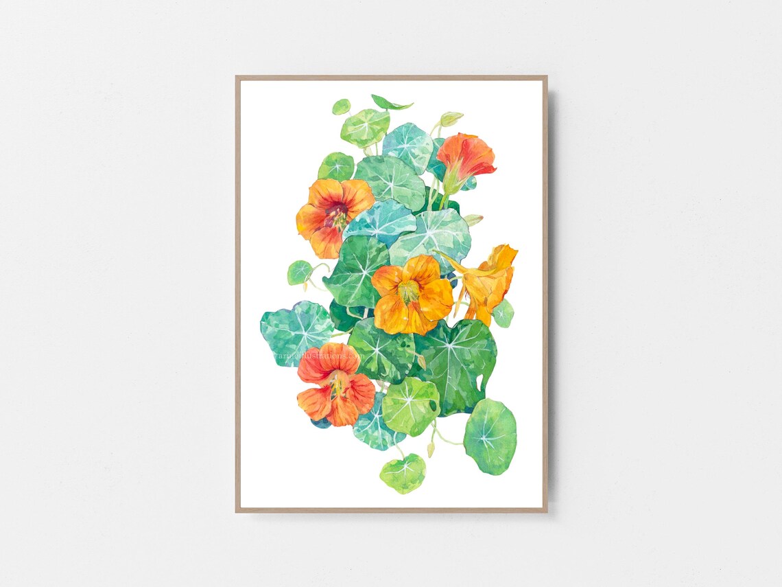 Garden Nasturtium Orange Yellow Blossom Watercolor Flower Poster - Image 2