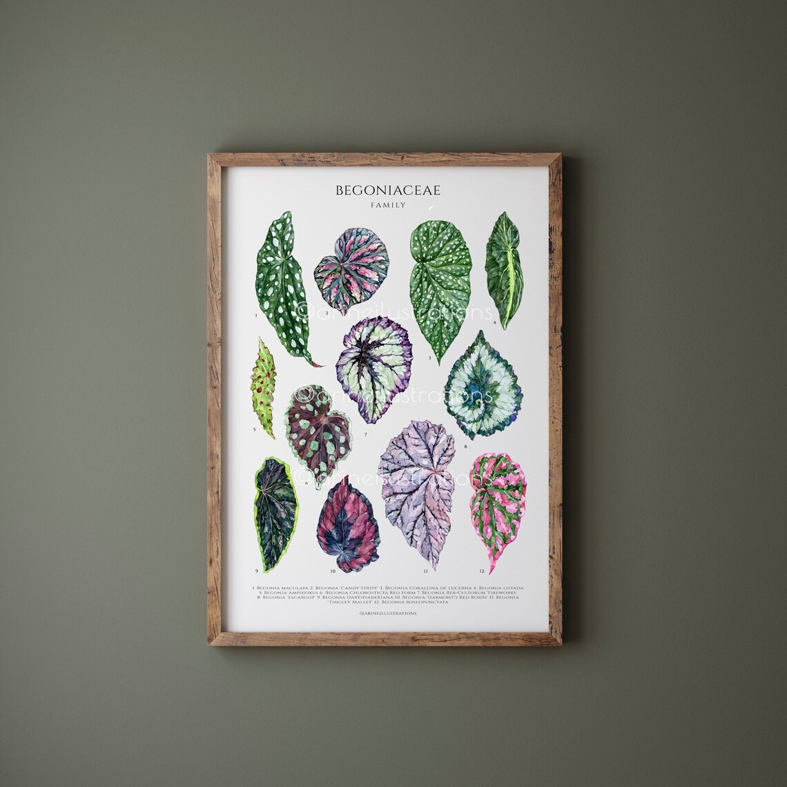 Begoniaceae Family Begonia Leaf Species Watercolor Chart Poster - Image 2