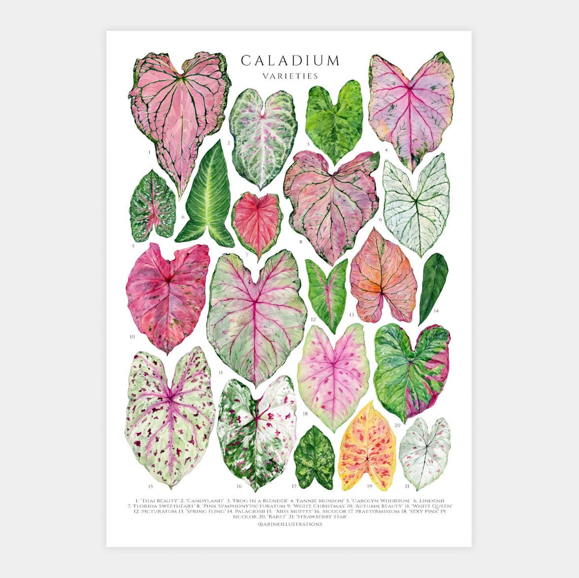 Caladium Varieties Pink Tropical Leaf Botanical Species Chart Poster - Image 2