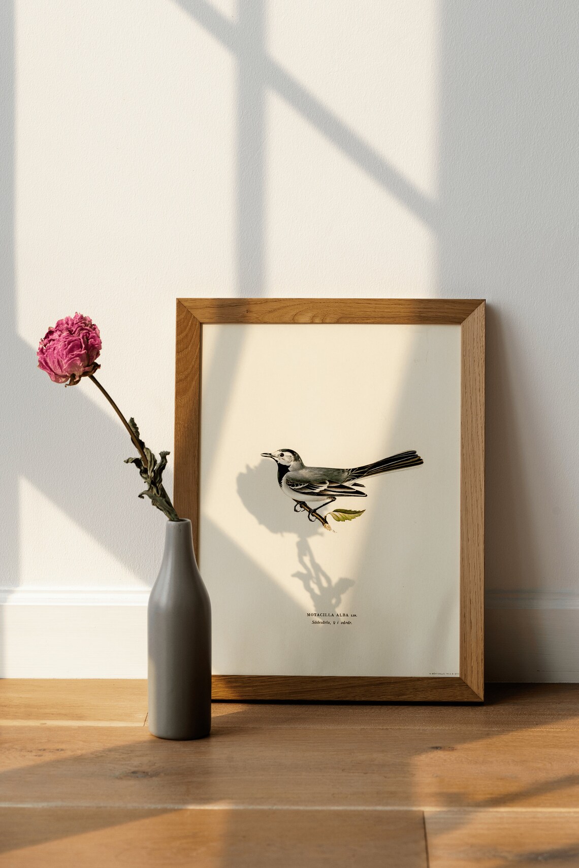 Pied Wagtail Motacilla Alba Vintage Bird Illustration Poster - Image 4