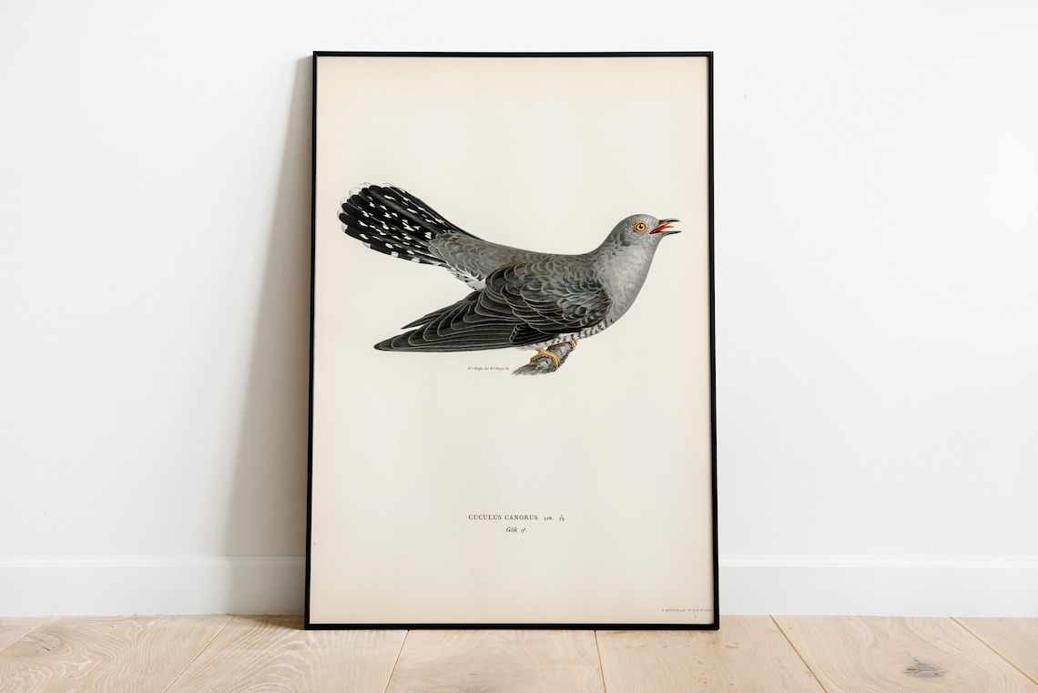 Common Cuckoo Vintage Ornithology Bird Illustration Art Print