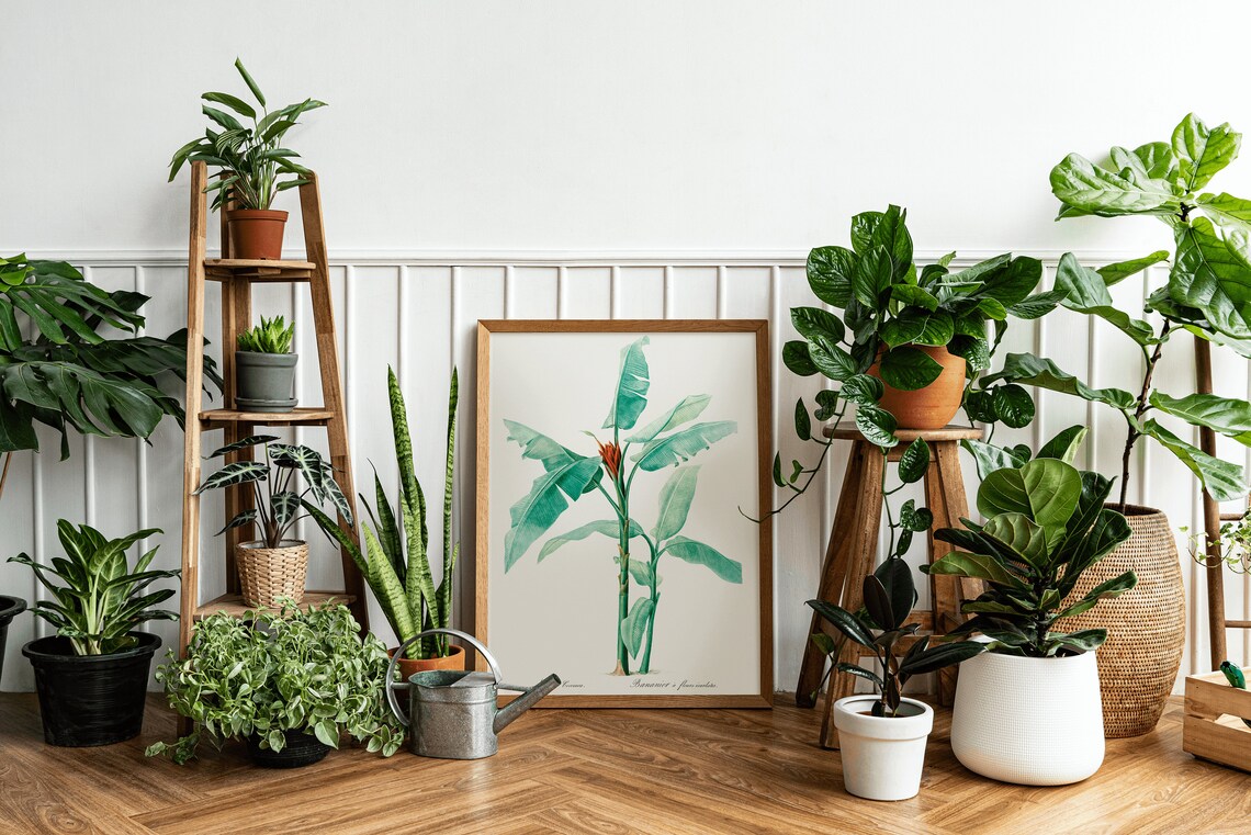 Musa Coccinea Banana Plant Vintage Botanical Illustration Wall Poster - Image 3