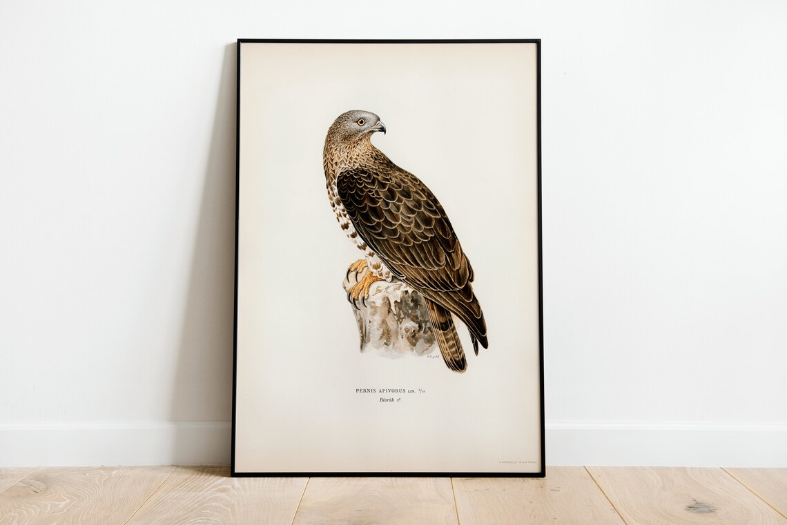 Honey Buzzard Pernis Apivorus Bird of Prey Vintage Art Print