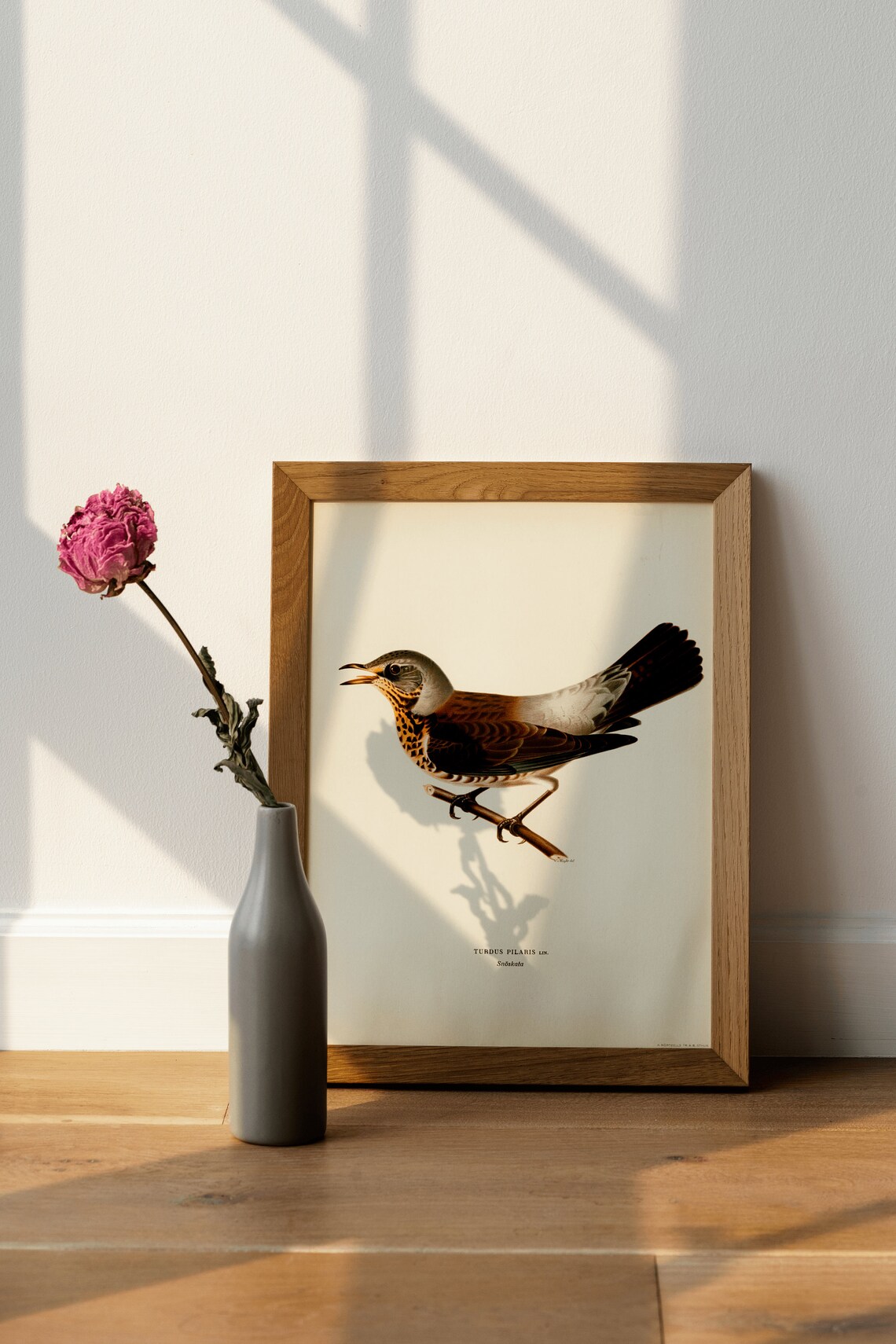 Fieldfare Bird Turdus Pilaris Vintage Bird Illustration Print - Image 4
