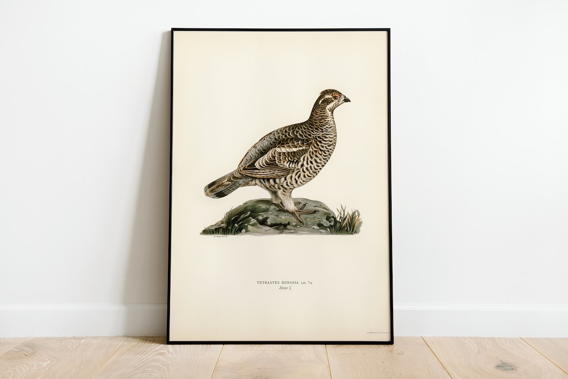 Hazel Grouse Vintage Nature Bird Art Print