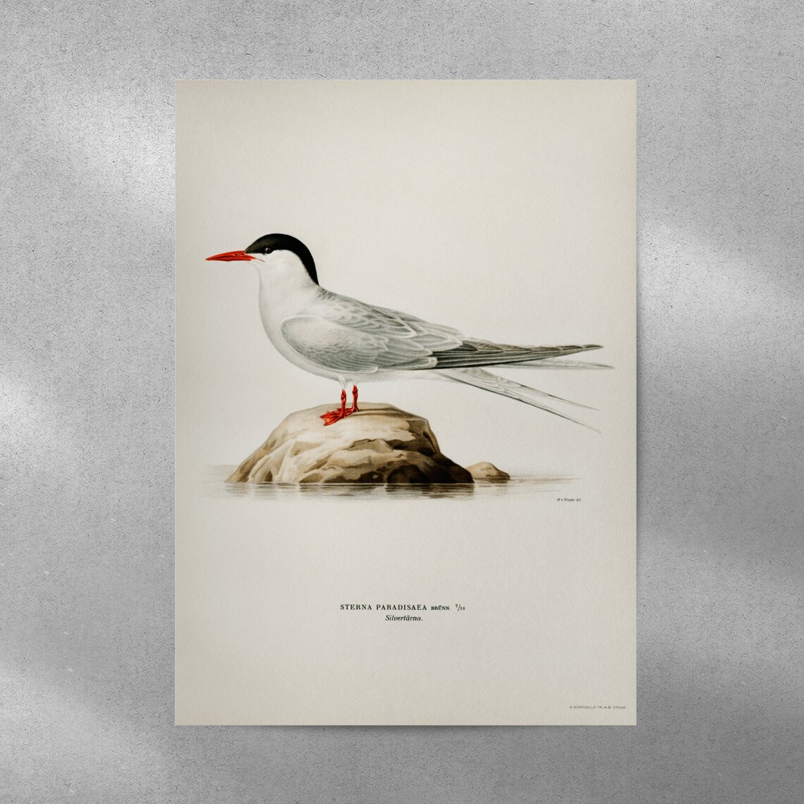 Arctic Tern Vintage Nature Art Print, Bird Artwork - Image 5