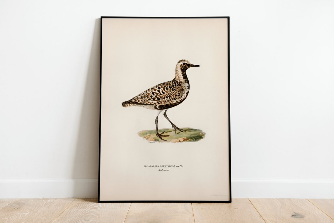 Grey Plover Squatarola Squatarola Vintage Bird Illustration Print