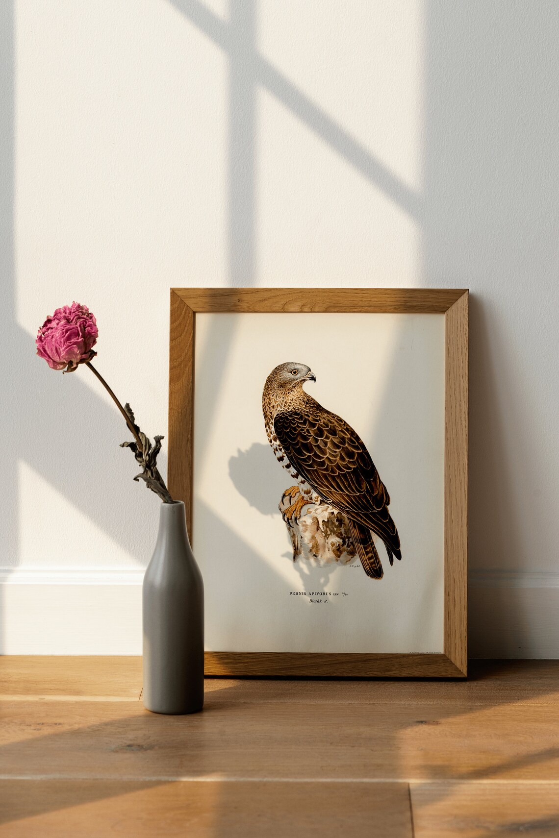 Honey Buzzard Pernis Apivorus Bird of Prey Vintage Art Print - Image 4
