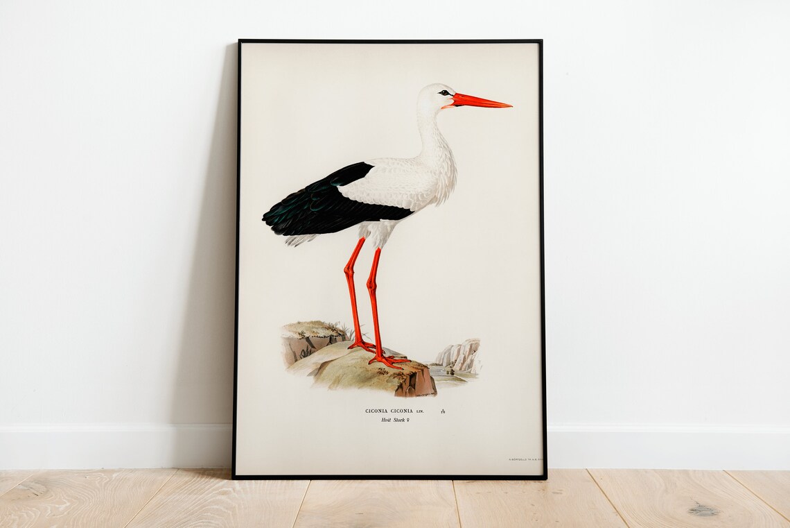 White Stork Standing Vintage Natural History Bird Illustration Poster