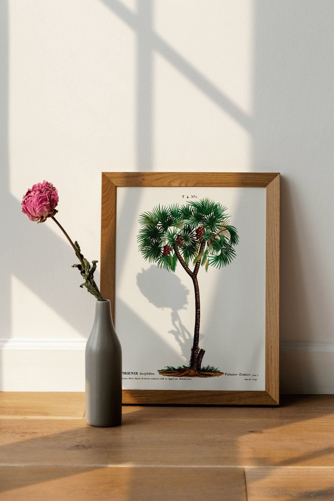 Date Palm Phoenix Dactylifera Vintage Botanical Illustration Poster - Image 4