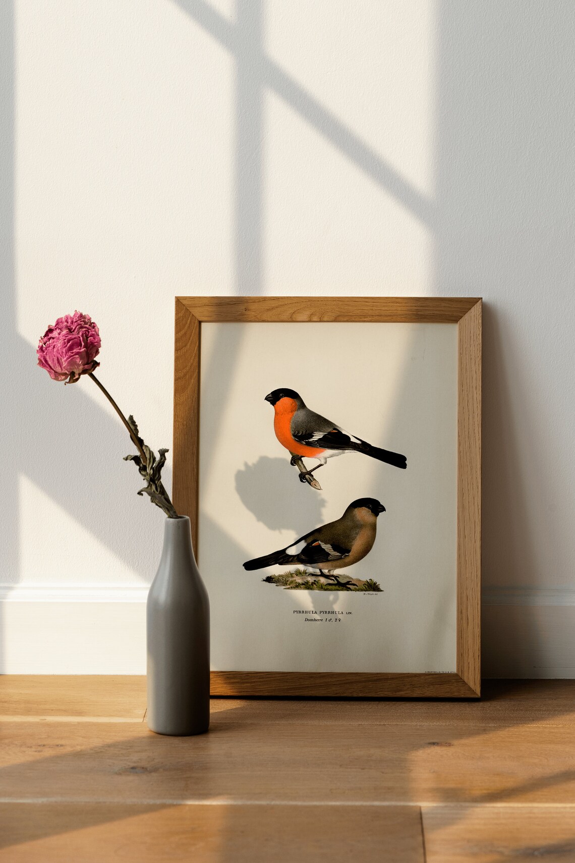 Bullfinch Bird Pair Pyrrhula Pyrrhula Vintage Illustration Print - Image 4