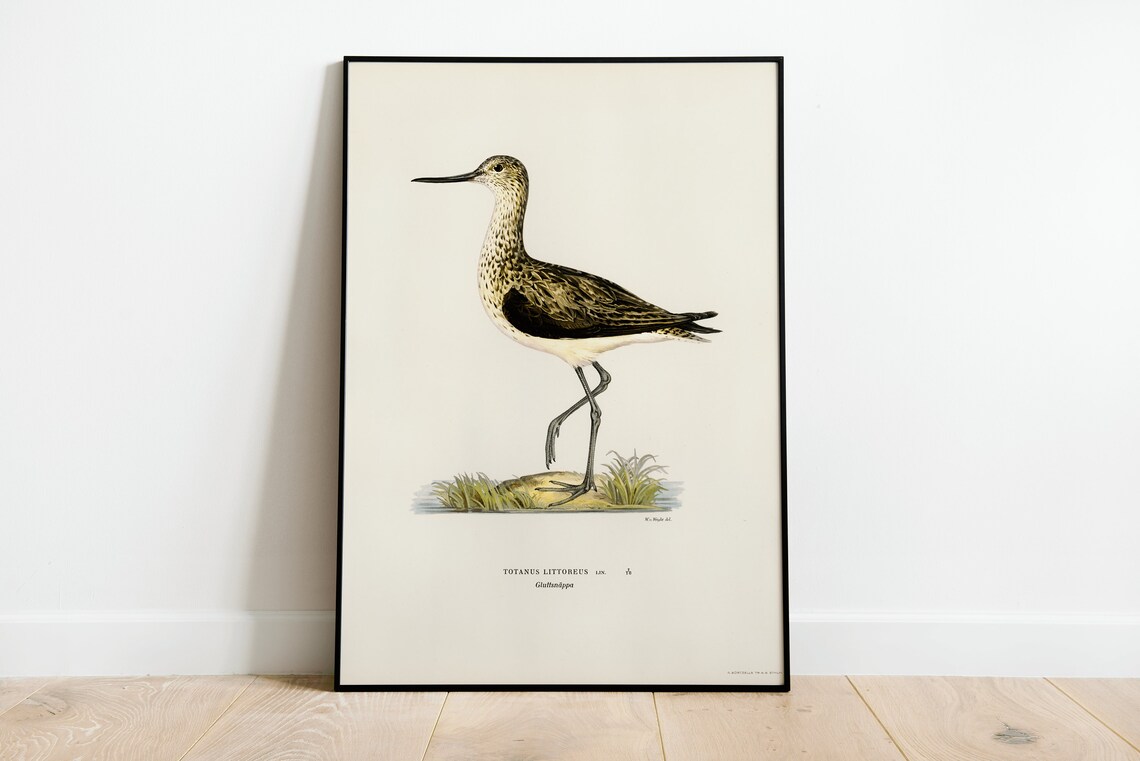 Greenshank Wader Totanus Littoreus Vintage Bird Illustration Print