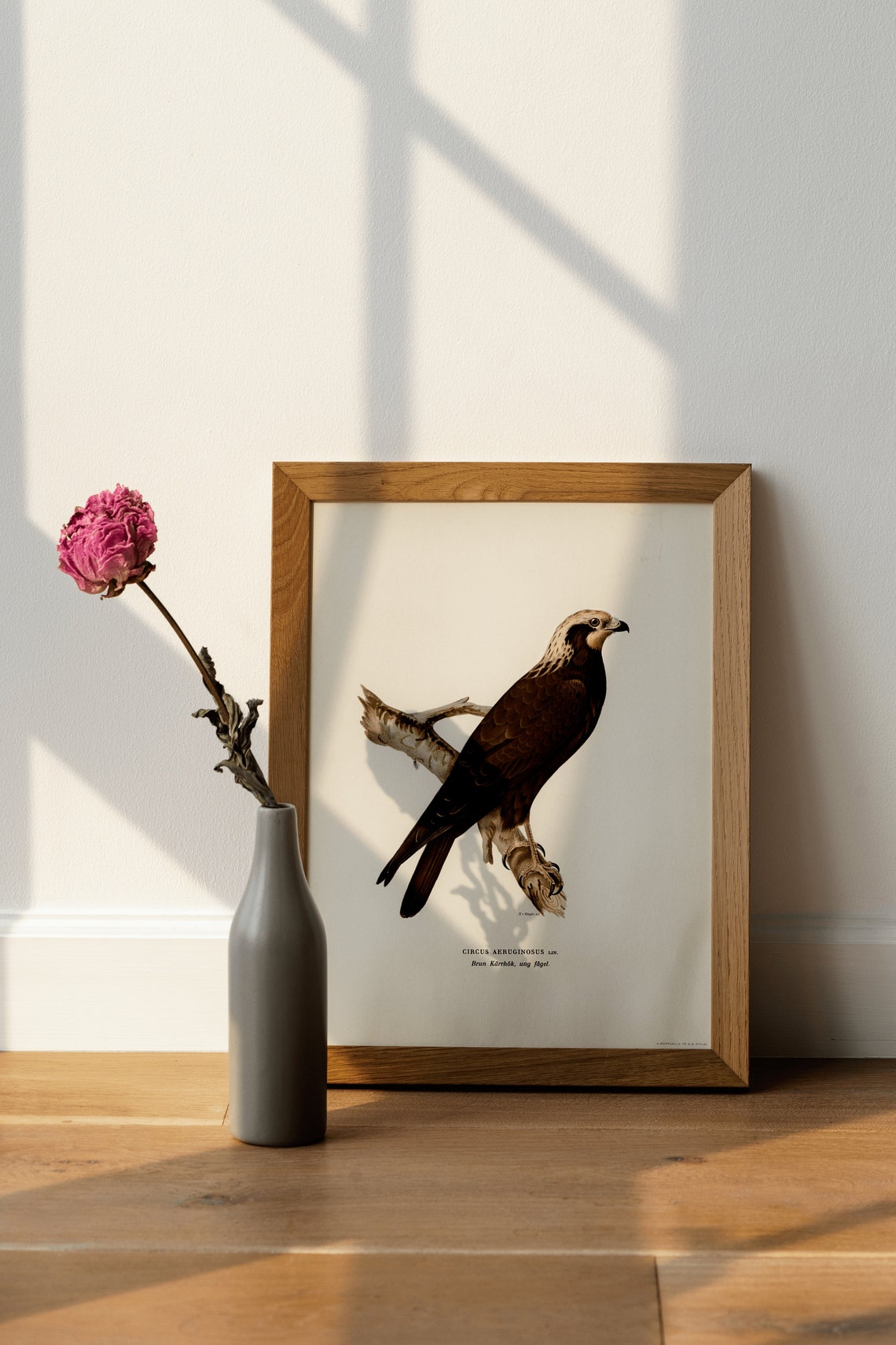 Marsh Harrier Bird of Prey Vintage Ornithology Illustration Art Print - Image 3