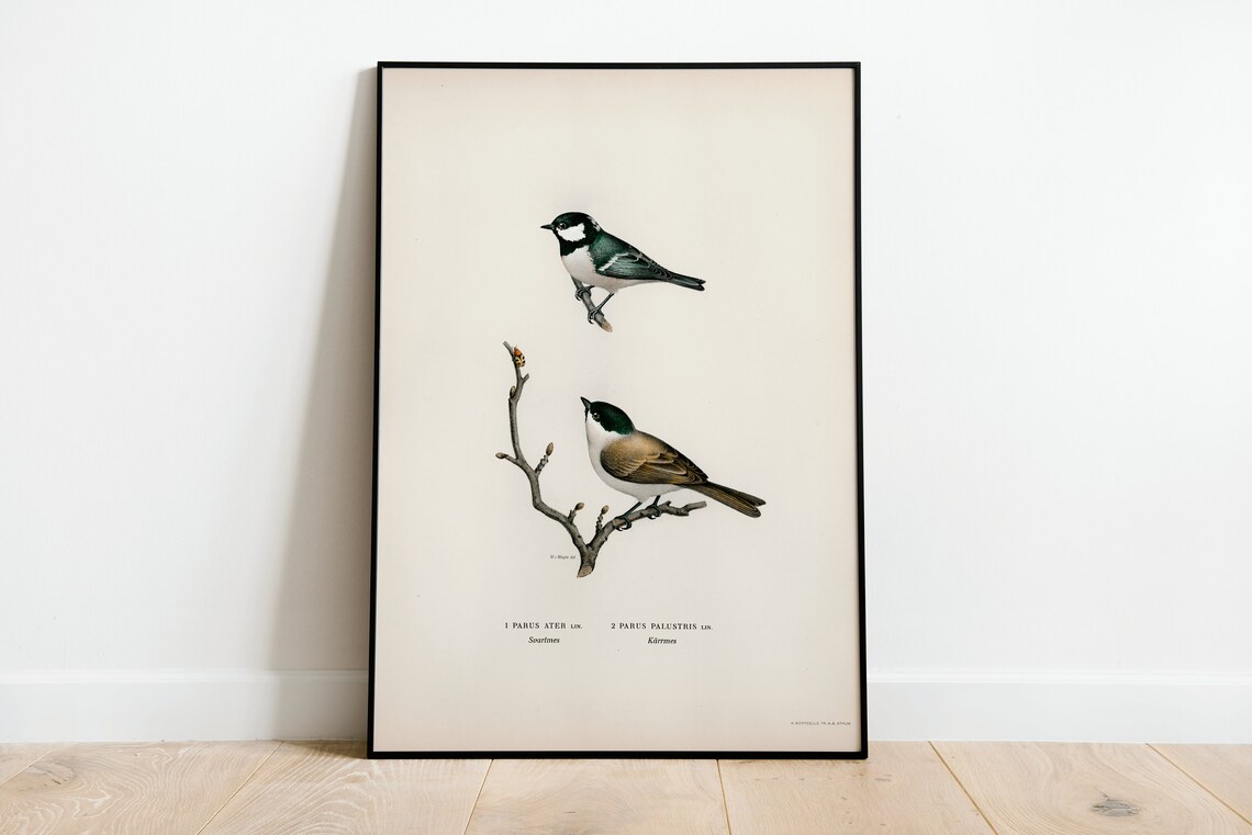 Coal Tit Bird Vintage Nature Art Print Poster