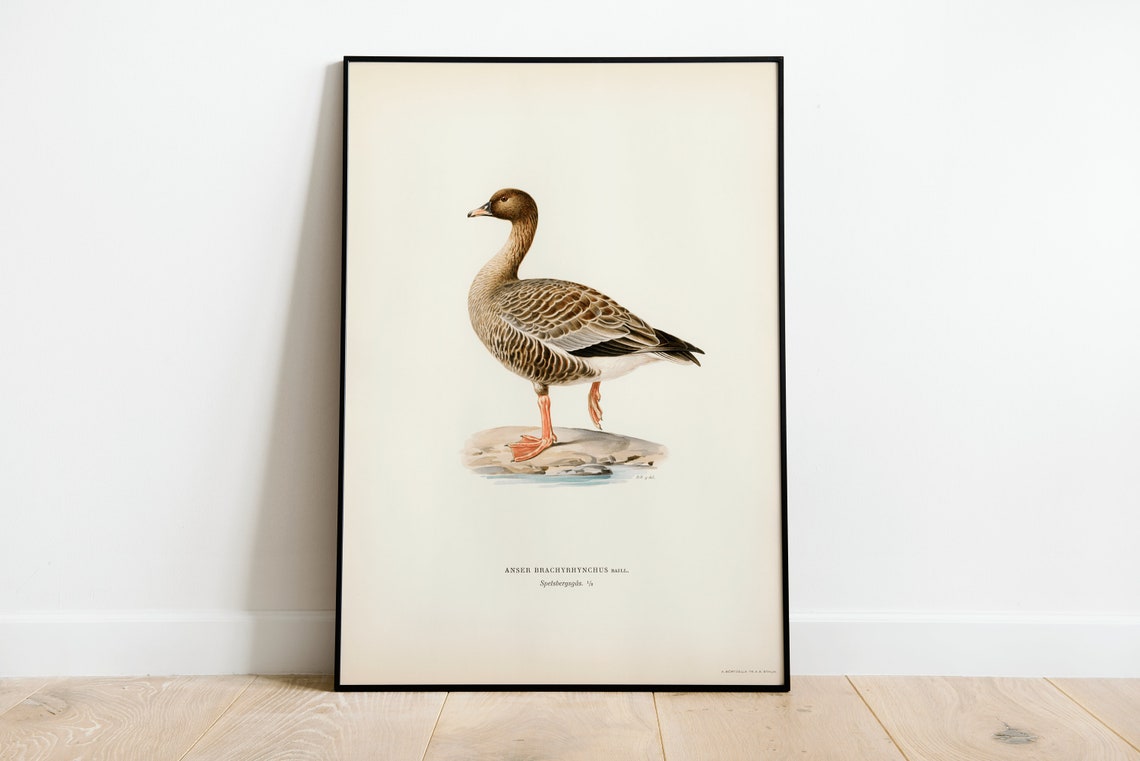 Pink Footed Goose Anser Brachyrhynchus Vintage Illustration Art Print