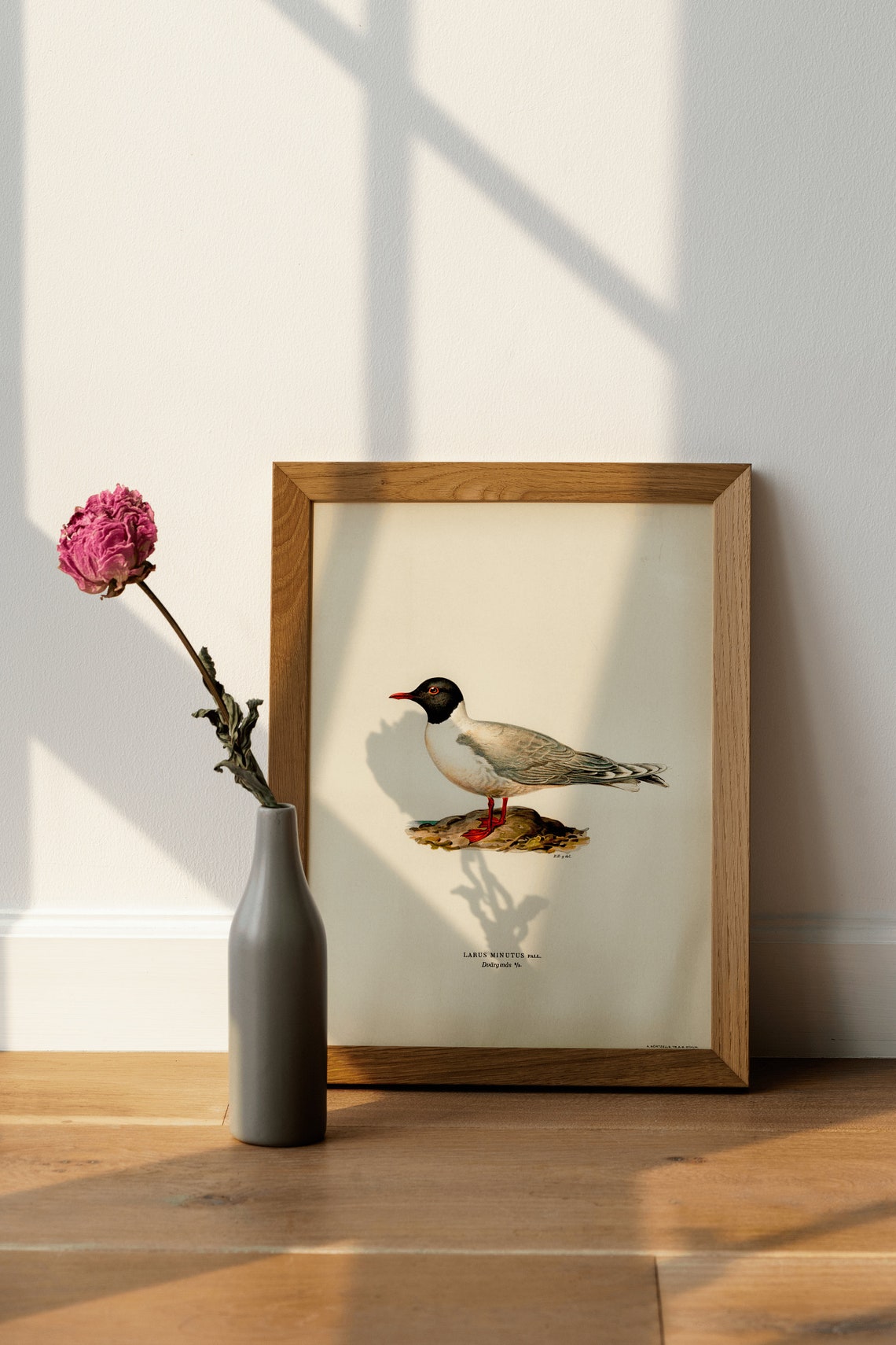 Little Gull Vintage Bird Illustration Naturalist Seabird Print - Image 4