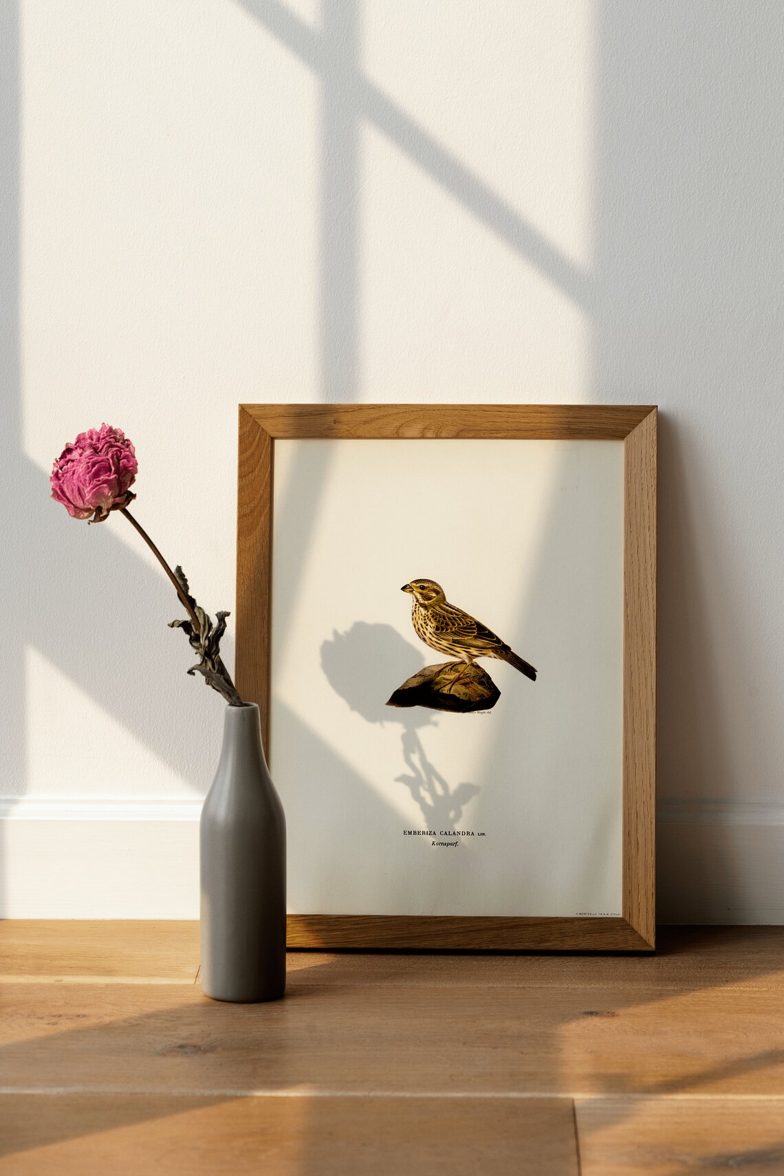 Corn Bunting Songbird Vintage Bird Illustration Archival Poster - Image 4