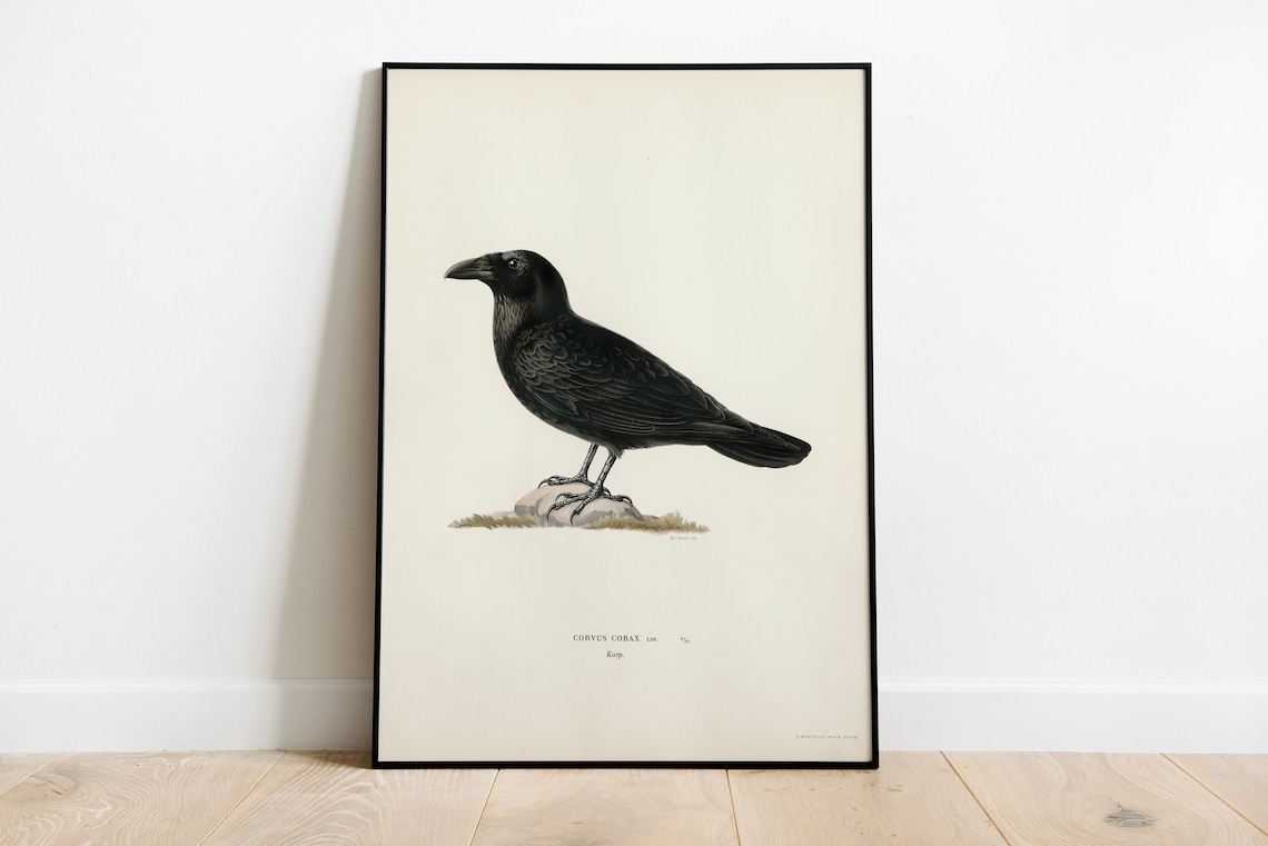Common Raven Vintage Nature Art Print Poster