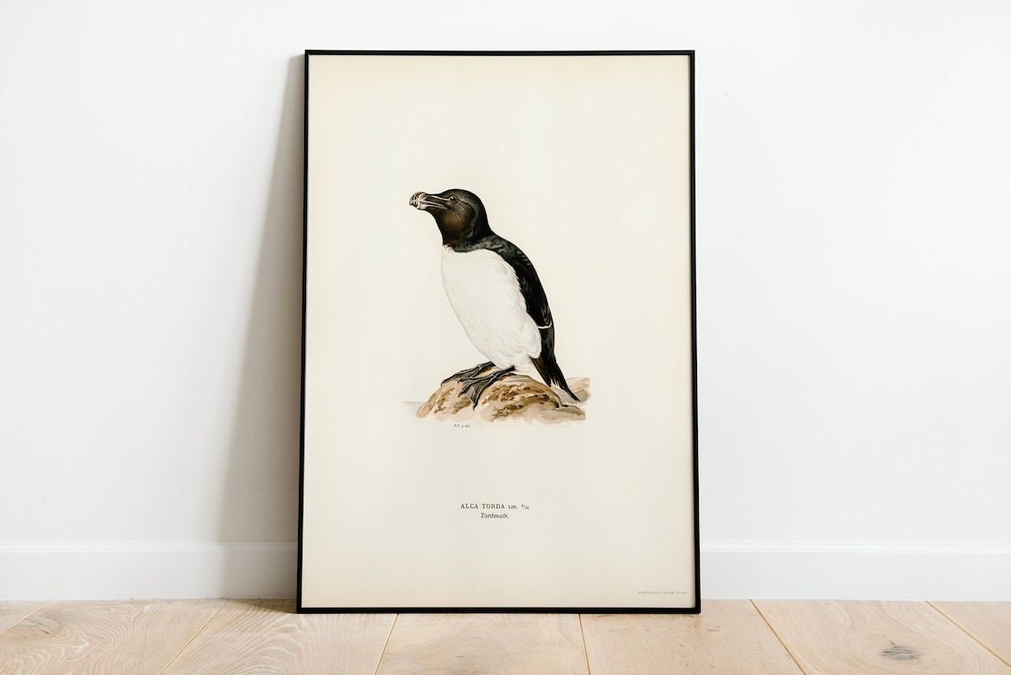 Razorbill Seabird Vintage Natural History Bird Illustration Poster