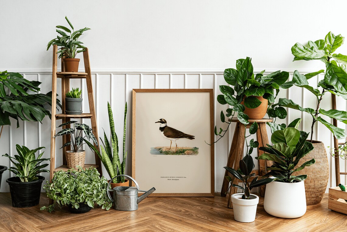 Little Ringed Plover Vintage Nature Art Print - Image 3
