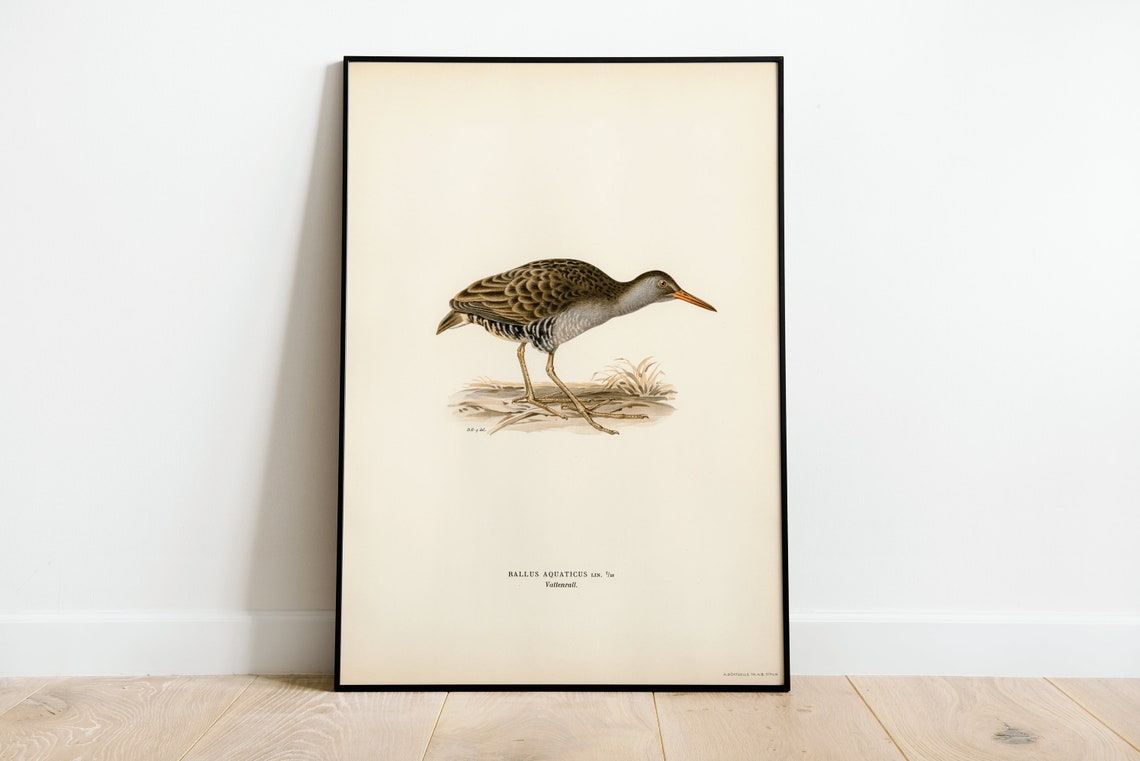 Water Rail Vintage Ornithology Illustration Classic Naturalist Poster