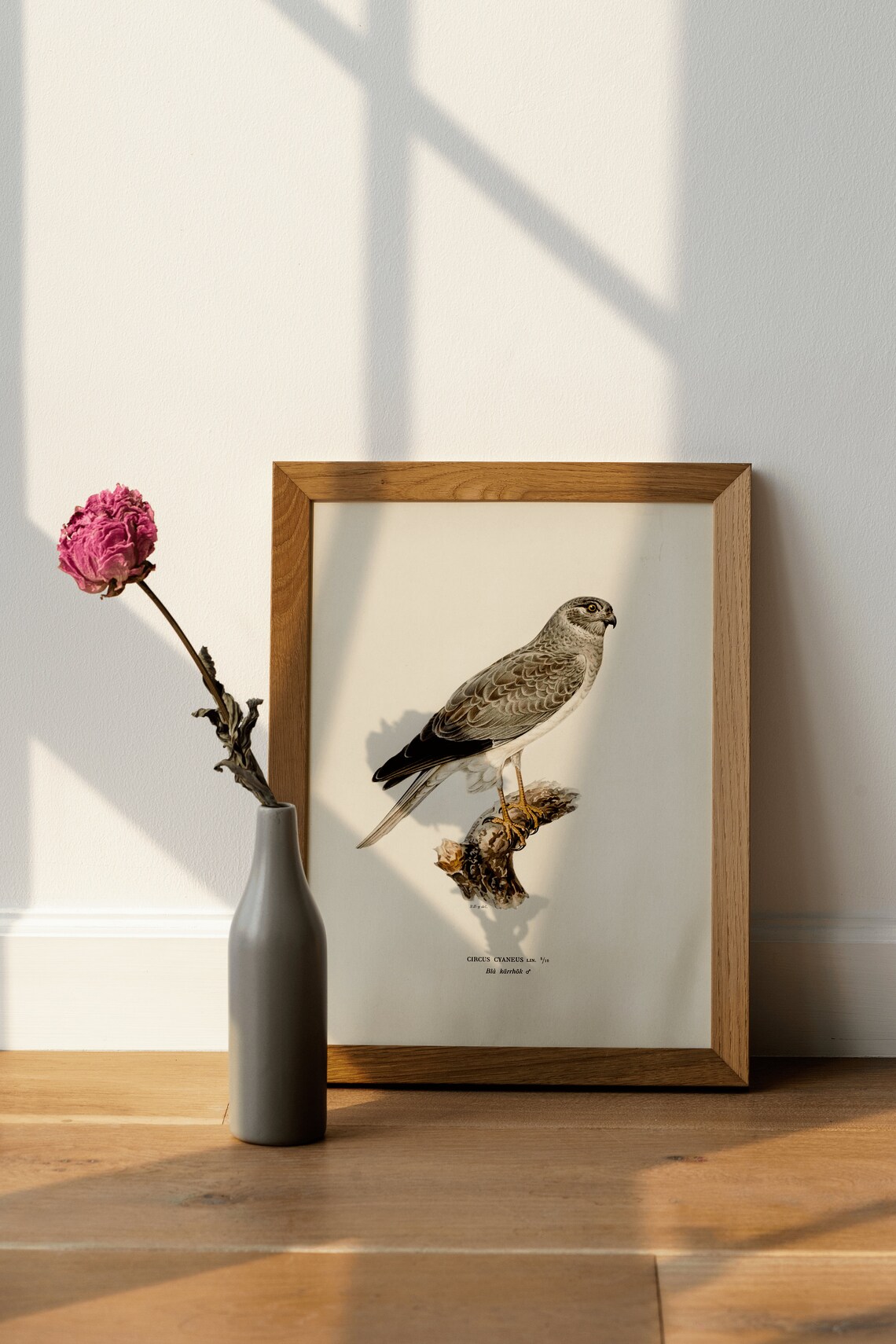 Hen Harrier Vintage Nature Art Print, Bird Of Prey - Image 3