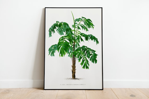 Vintage Palm Tree Illustration Wall Art Print Poster A3 A4 A5 High Quality Classic Photo Gift Flowers Home Decor Art Deco Tropical