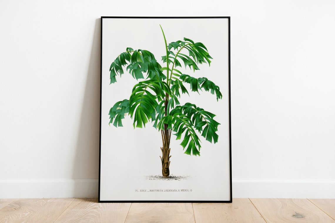 Vintage Martinezia Palm Tree Antique Botanical Illustration Poster