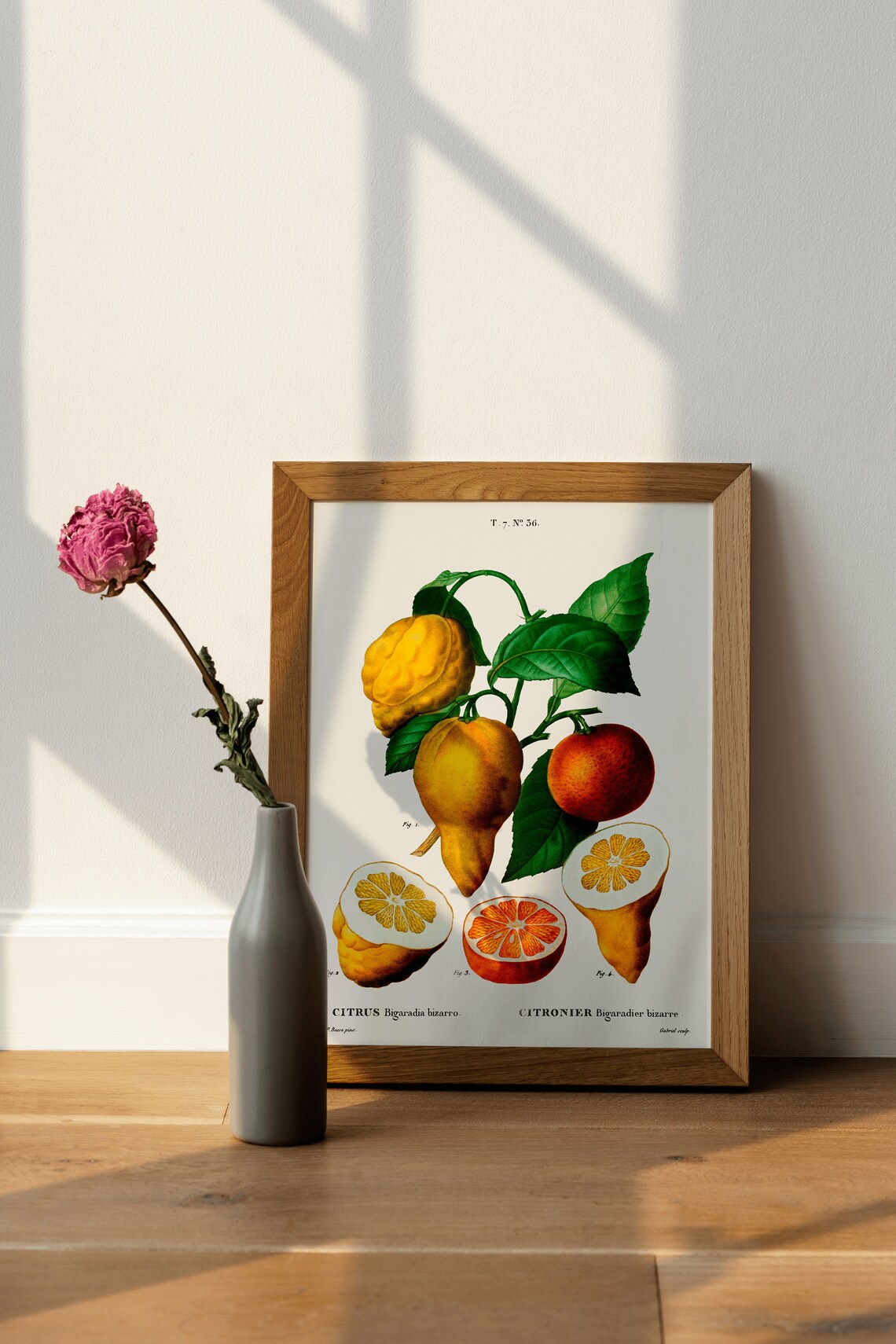 Vintage Citrus Bigaradia Bizarro Lemon Botanical Illustration Poster - Image 4