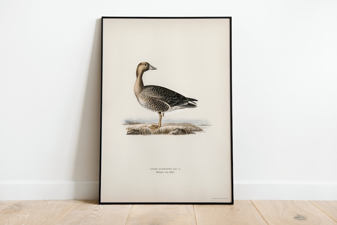 Greater White Fronted Goose Vintage Bird Naturalist Illustration Print