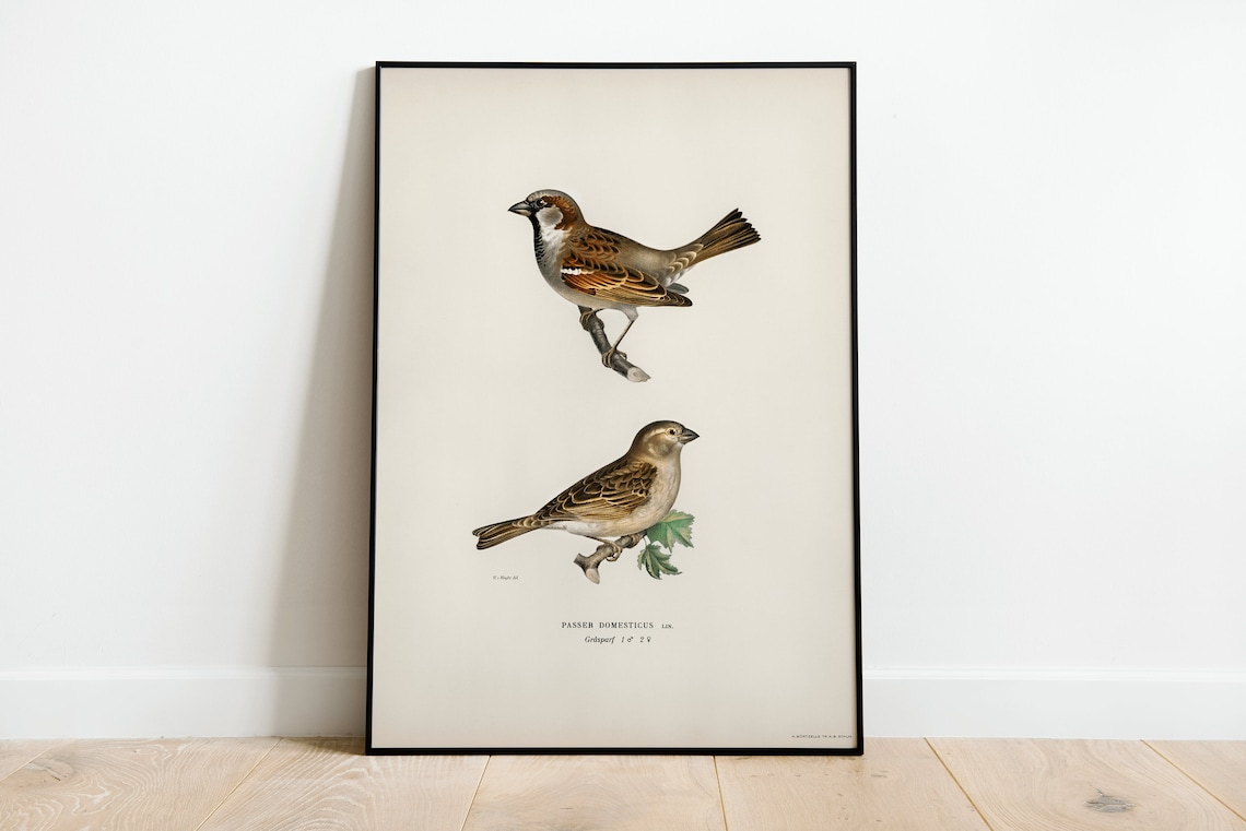 House Sparrow Bird Vintage Nature Art Print Poster