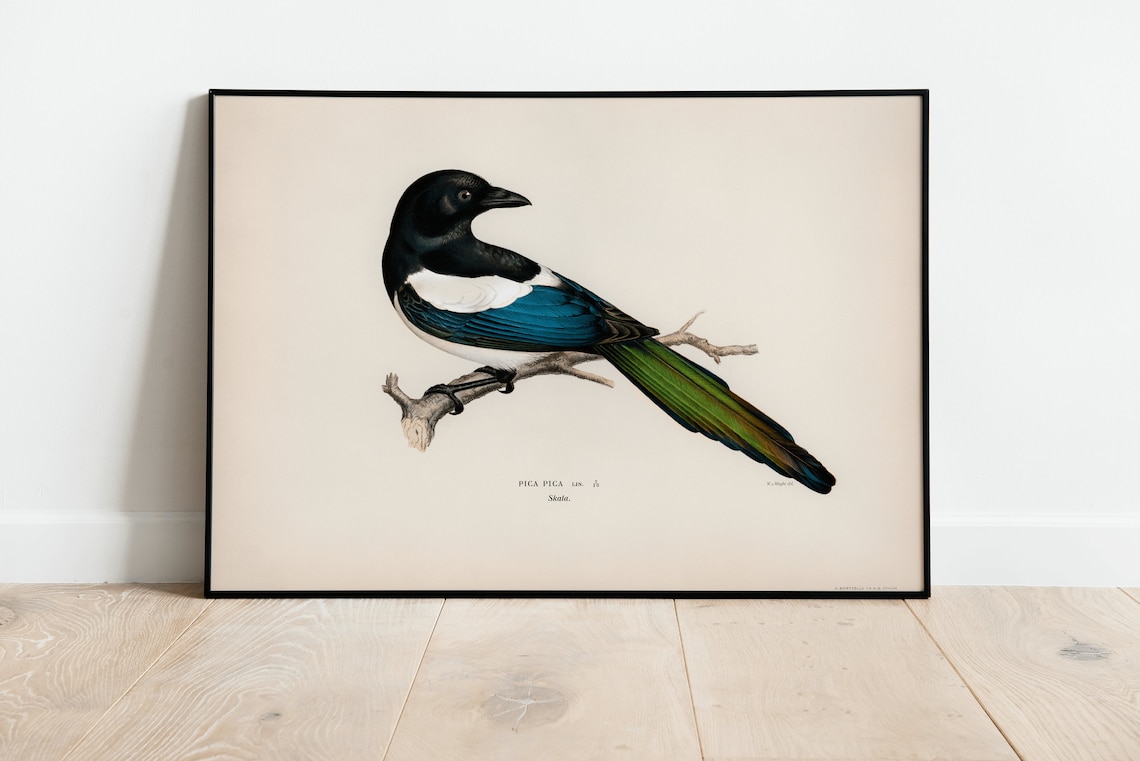 Magpie Bird Vintage Nature Art Print Poster