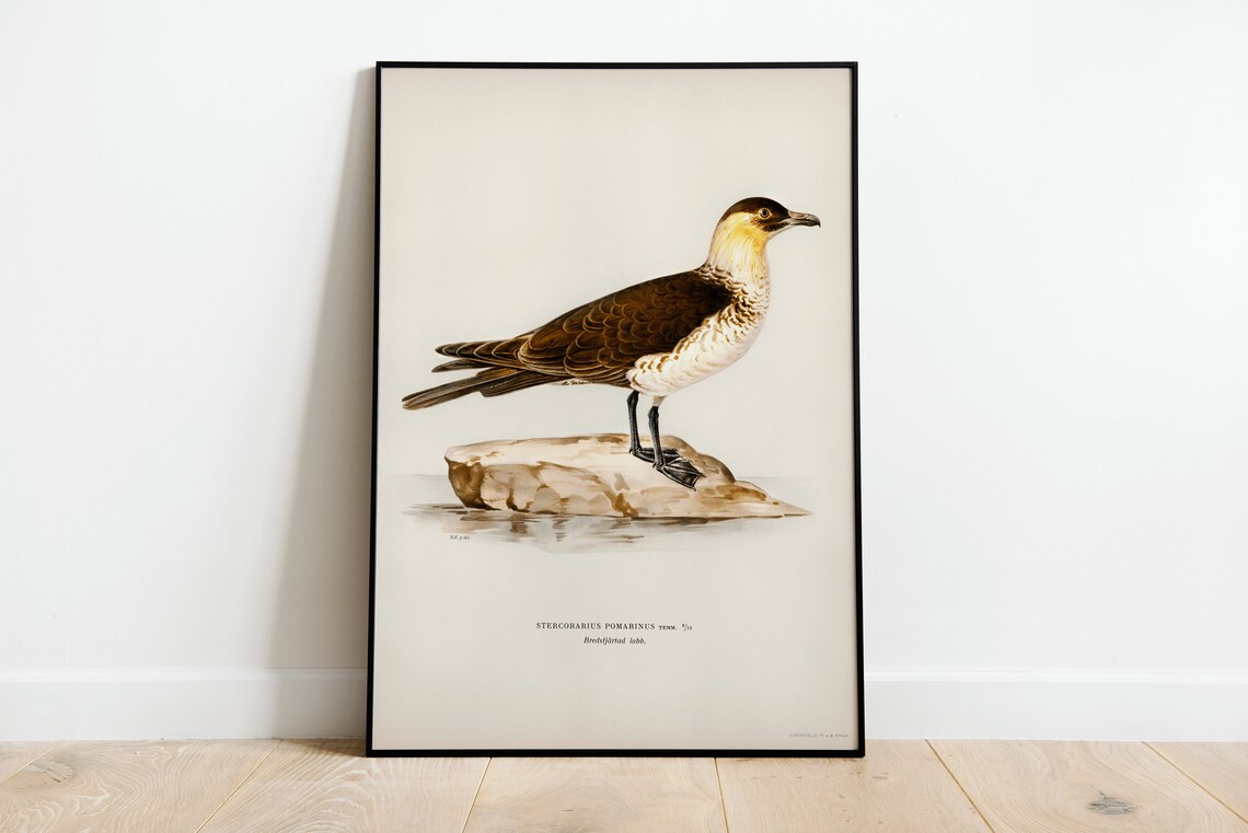 Pomarine Jaeger Vintage Seabird Illustration Naturalist Print