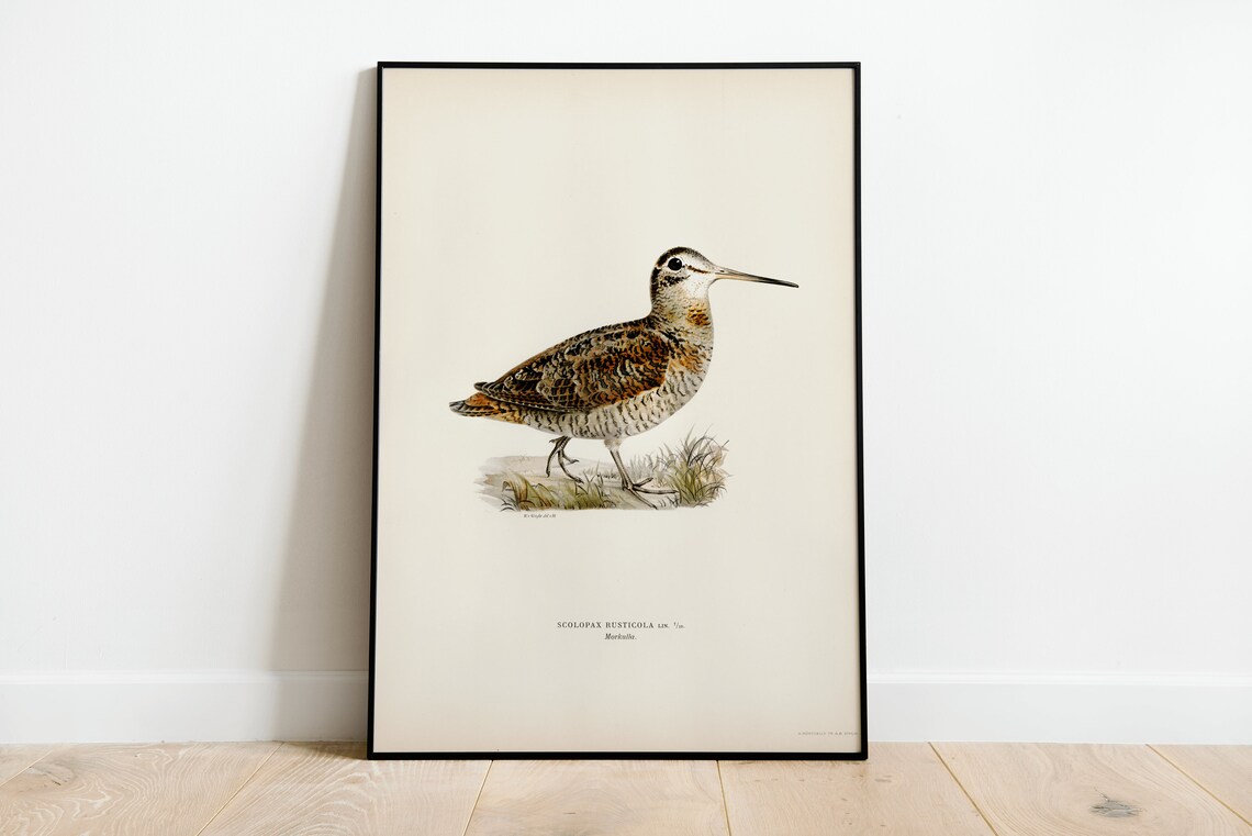 Woodcock Bird Vintage Nature Art Print, Classic Decor