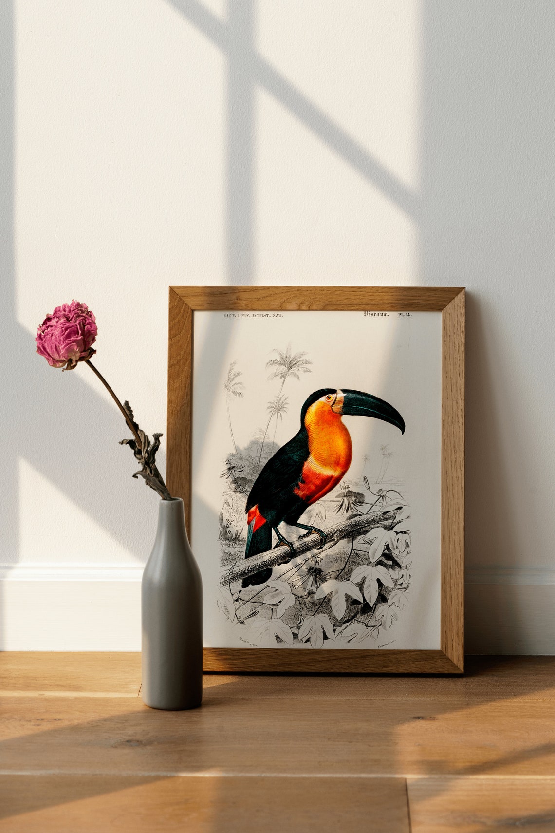 Vintage Toucan Bird Engraving Print Antique Natural History Artwork - Image 3