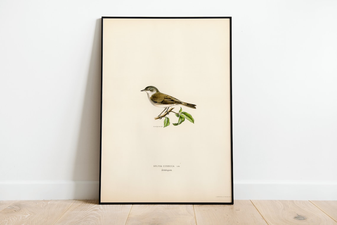 Lesser Whitethroat Songbird Vintage Bird Illustration Poster