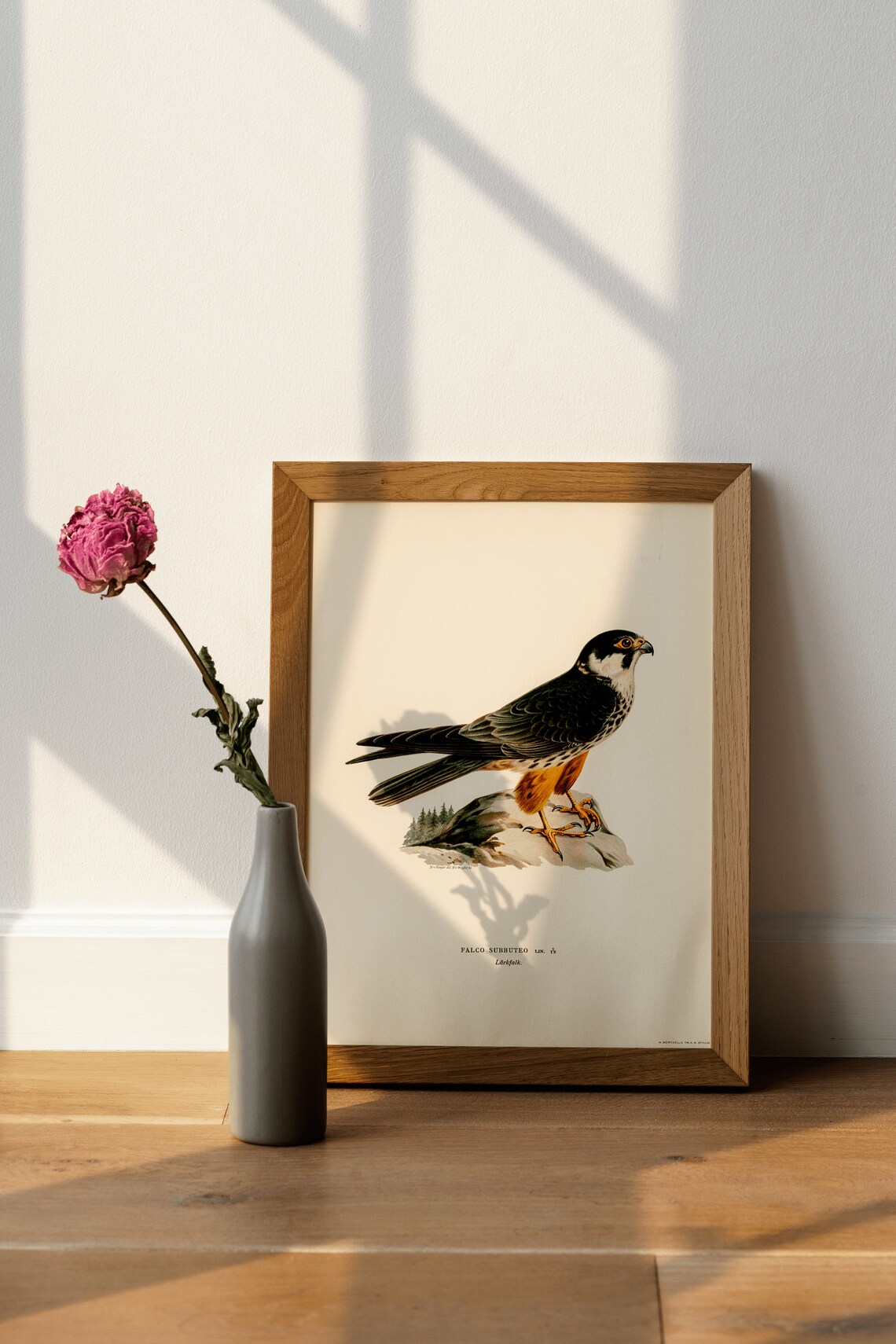 Eurasian Hobby Vintage Swedish Ornithology Bird of Prey Art Poster - Image 4