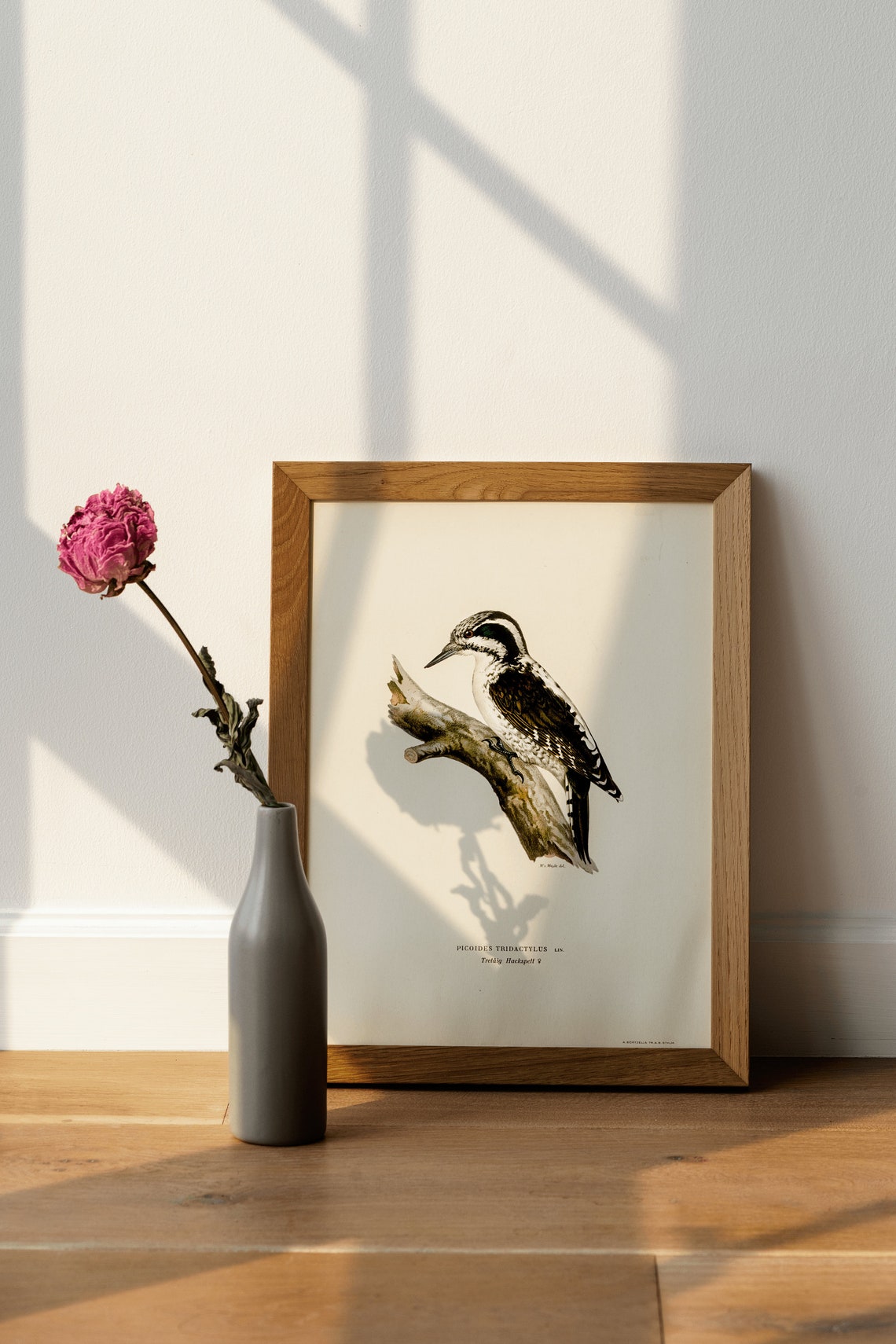 Three Toed Woodpecker Female Vintage Ornithology Naturalist Wall Art - Image 4