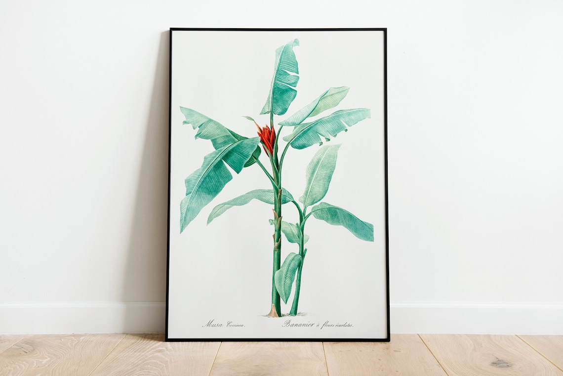 Musa Coccinea Banana Plant Vintage Botanical Illustration Wall Poster