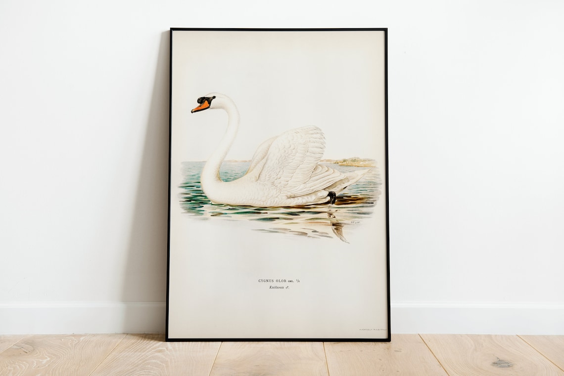 Mute Swan Male Bird Vintage Nature Art Print