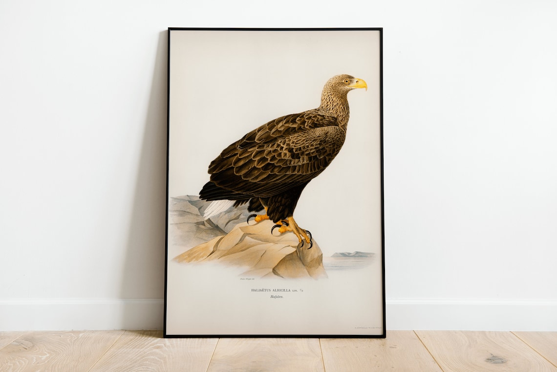 White Tailed Eagle Vintage Bird of Prey Natural History Poster