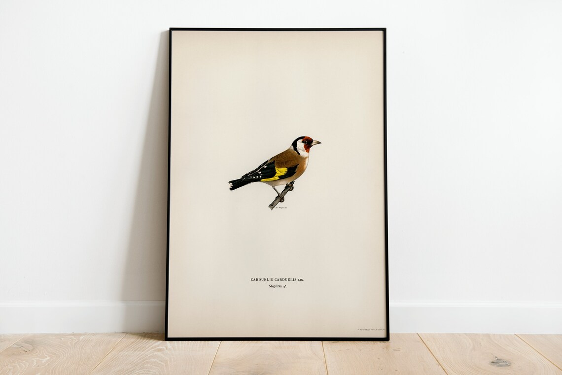 Goldfinch Vintage Bird Art Print, Nature Decor