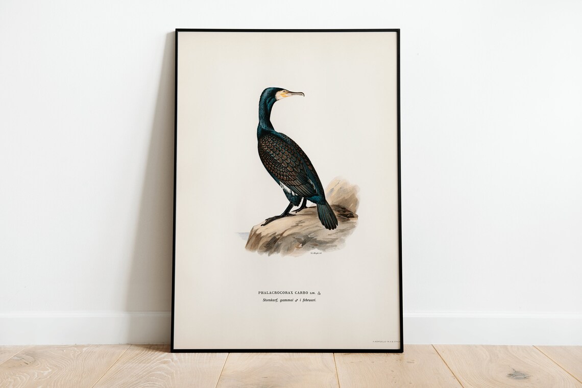 Great Cormorant Vintage Nature Art Print
